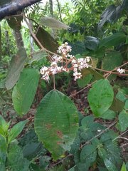 Miconieae