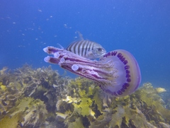 Ferdauia ferdau