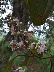 Miconieae