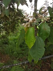 Miconieae