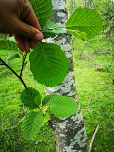 jelša lepkavá (Alnus glutinosa)
