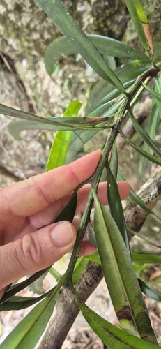 Podocarpus grayae, photograph 4