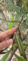 Podocarpus grayae, photograph (c) Evert Materman, some rights reserved (CC BY-SA)