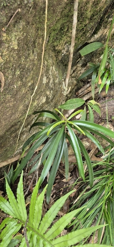 Podocarpus grayae, photograph 5