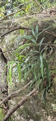 Podocarpus grayae, photograph (c) Evert Materman, some rights reserved (CC BY-SA)
