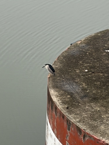 iNaturalist: (c) jsainz, some rights reserved (CC BY-NC) iNaturalist image