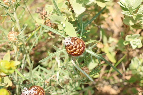 pinecone thistle