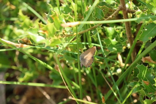 False Ilex Hairstreak