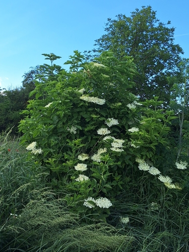 European black elderberry