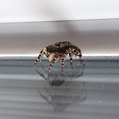 Pseudeuophrys lanigera