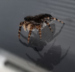 Pseudeuophrys lanigera