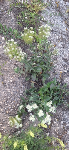 Heart-podded Hoary Cress