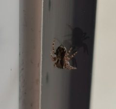 Pseudeuophrys lanigera