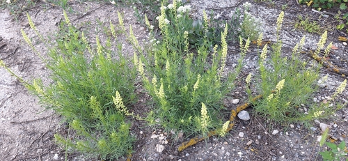 Wild Mignonette