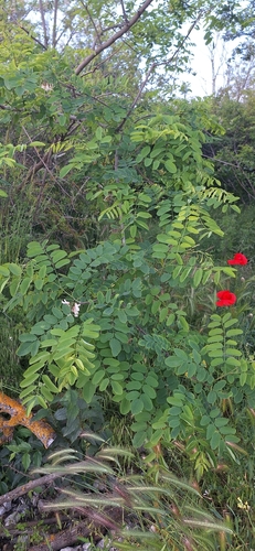 black locust