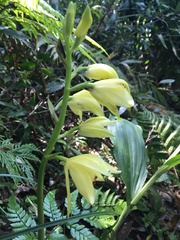 Phaius flavus