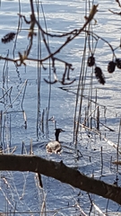 Podiceps cristatus
