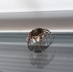 Pseudeuophrys lanigera