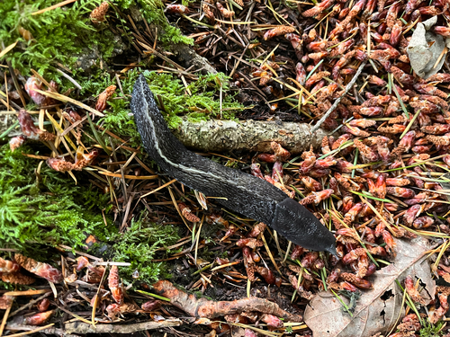 Ash-black Slug