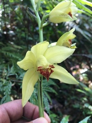 Phaius flavus