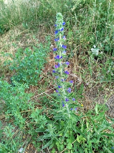 viper's-bugloss