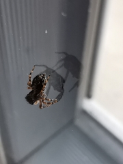 Pseudeuophrys lanigera