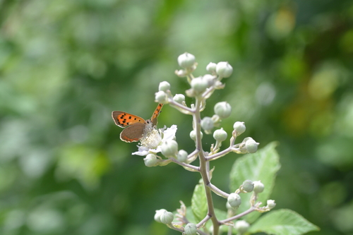 Small Copper