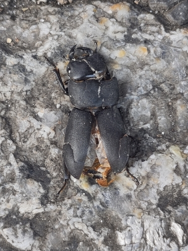 Lesser Stag Beetle