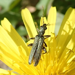 Oedemera lurida