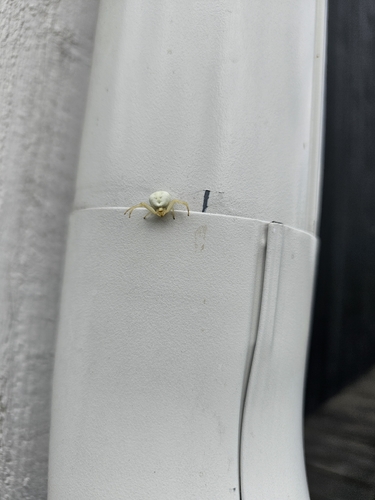 Goldenrod Crab Spider