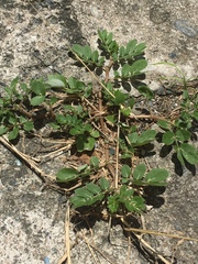 Kallstroemia maxima