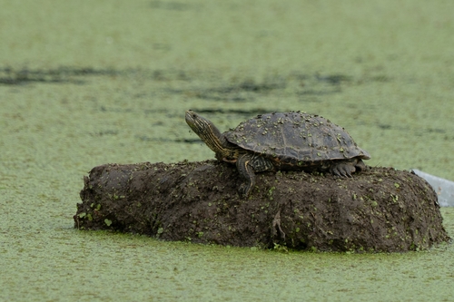 Caspian Turtle