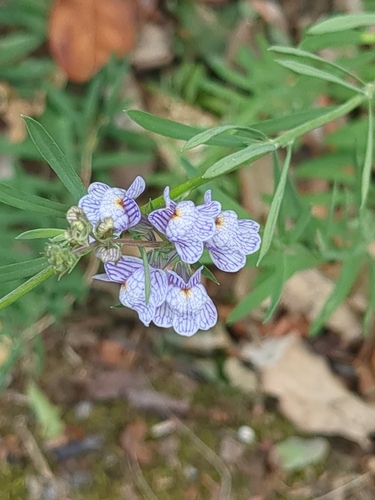 Pale Toadflax
