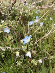 Nemophila menziesii integrifolia