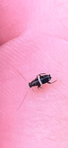 Variable Cockroach