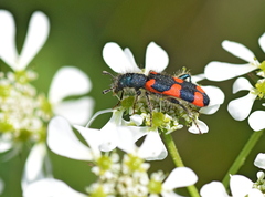 Trichodes punctatus