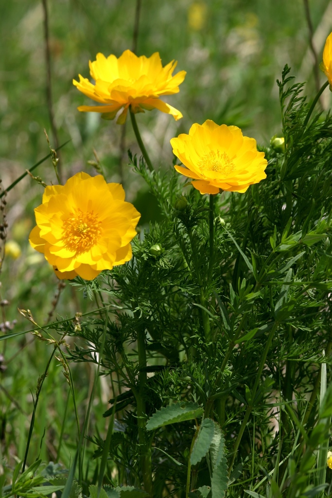 Adonis apennina from Шебалинский р-н, Респ. Алтай, Россия on June 01 ...