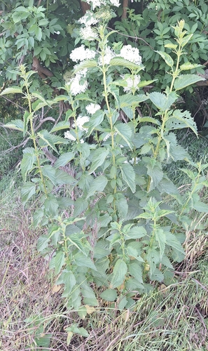 great stinging nettle
