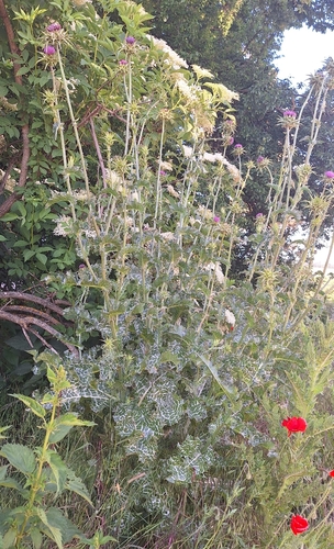 milk thistle