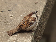 Passer domesticus