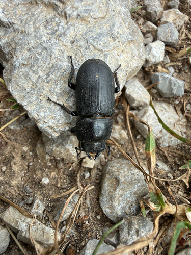 Lesser Stag Beetle