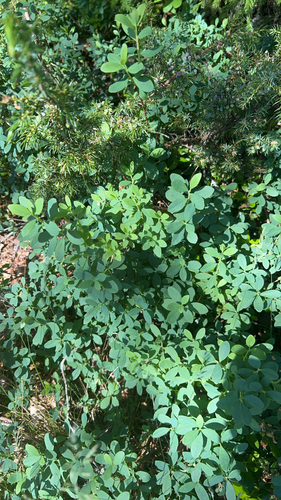 bog bilberry