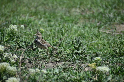 Crested Lark