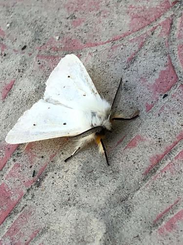 Muslin Moth