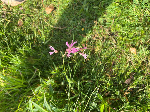 ragged-robin