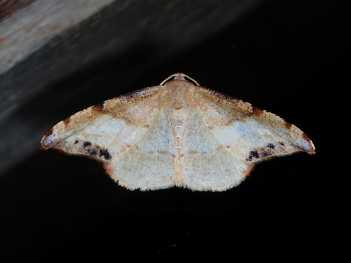 Pyrinia selecta