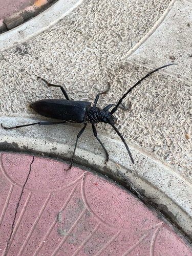 Capricorn beetle