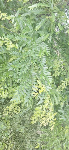 honey locust