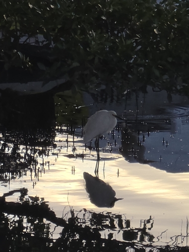 iNaturalist: (c) ash-stephenson, some rights reserved (CC BY-NC) iNaturalist image