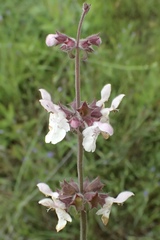 Stachys rigida quercetorum